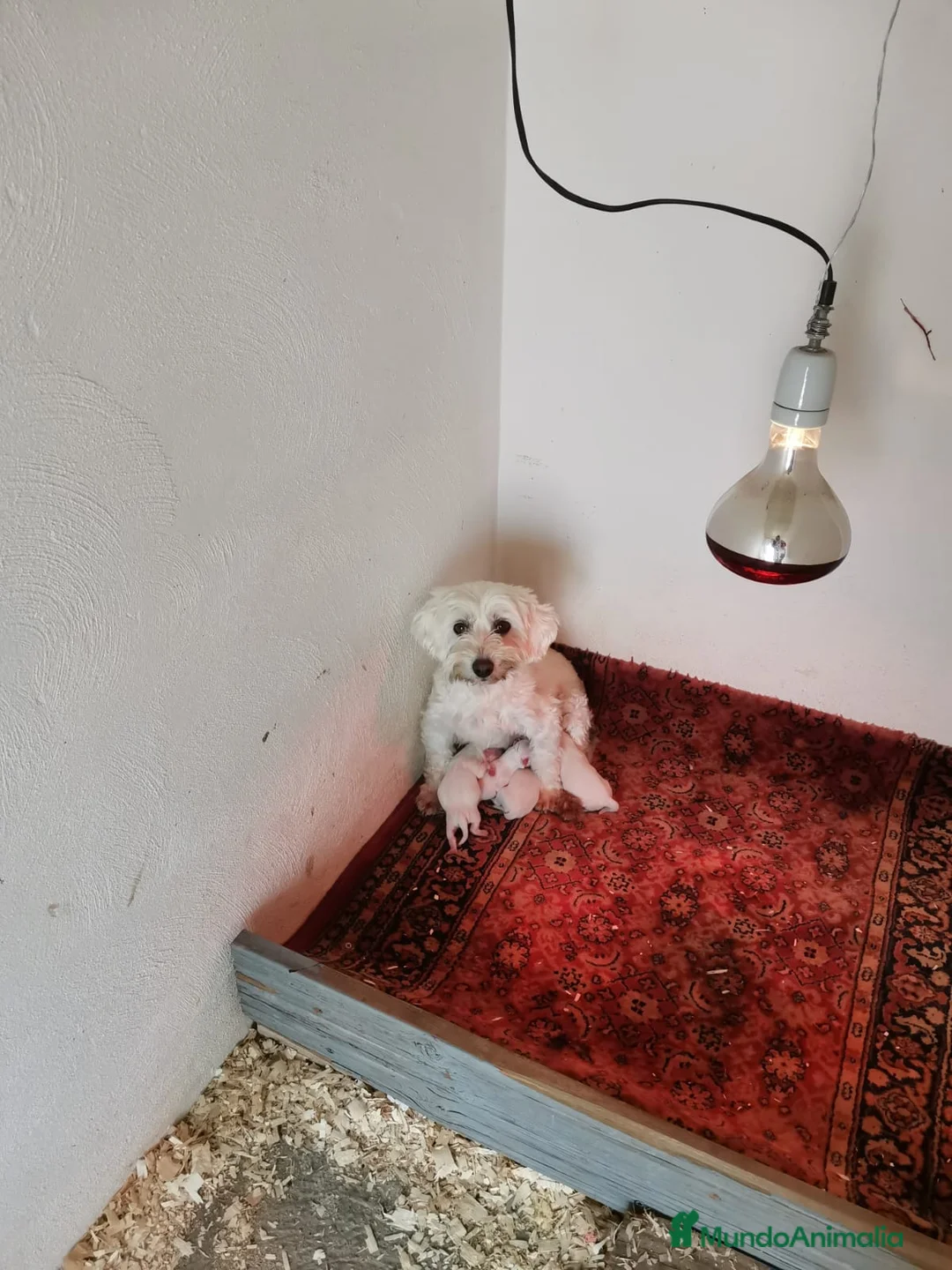 Bichón Maltés perros en venta: Bebés Bichon Maltés  - Anuncio 5