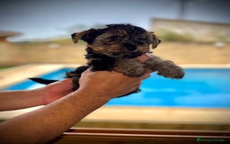 Yorkshire Terrier perros en venta: Yorkshire mini - Imagen 4