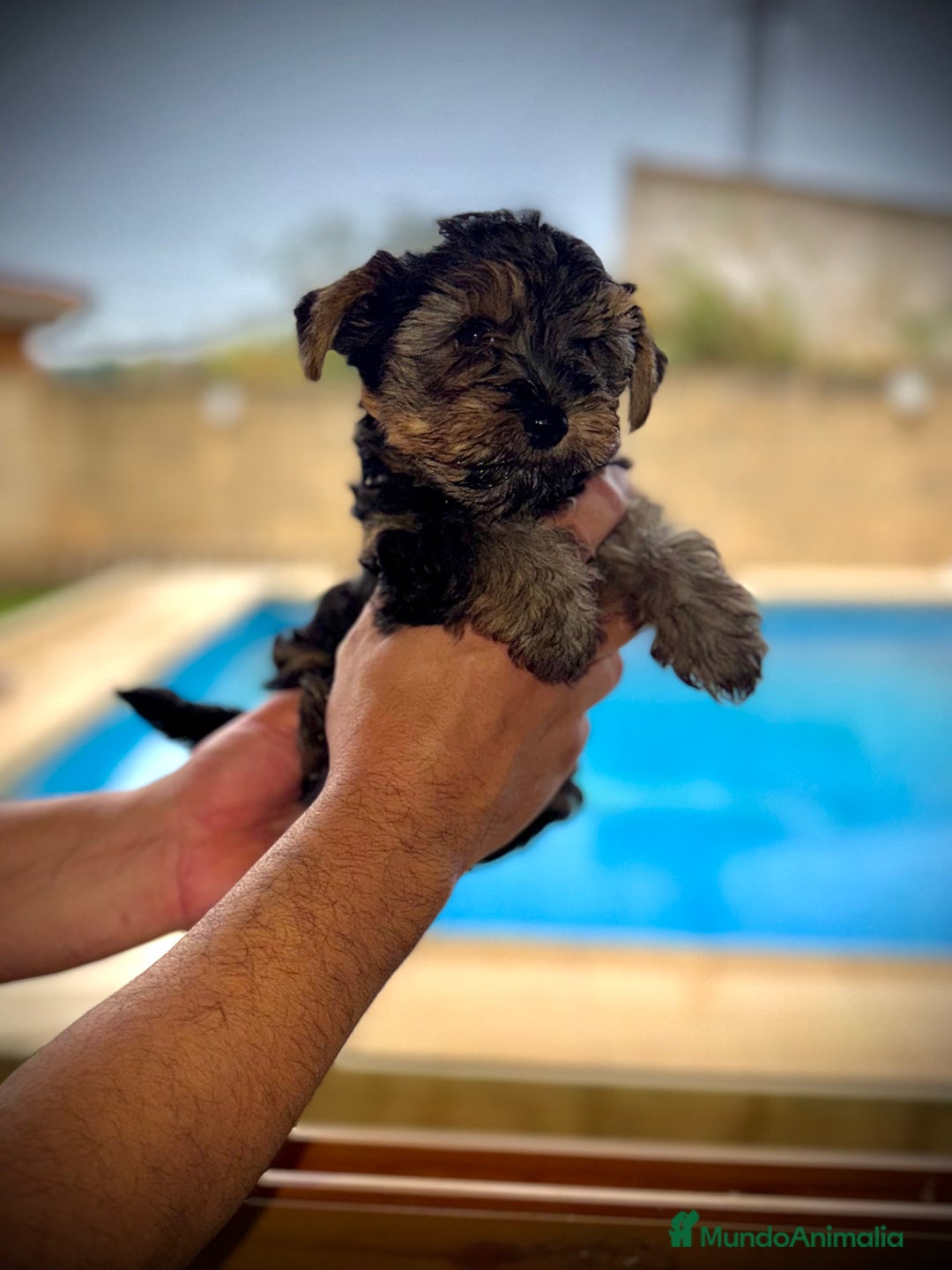 Yorkshire Terrier perros en venta: Yorkshire mini - Imagen 4