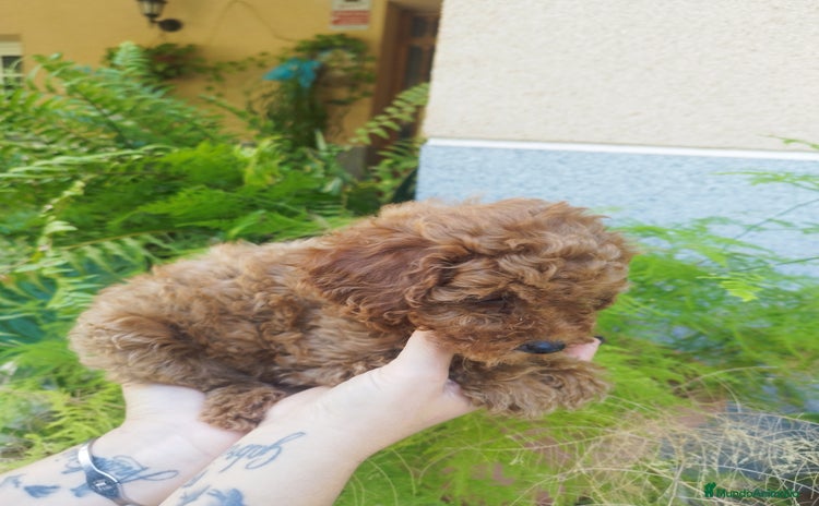 Caniche Toy perros CANICHES ROJOS CALIDAD Y SELECCIÓN  - Anuncio 1