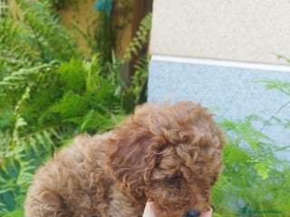 Caniche Toy perros CANICHES ROJOS CALIDAD Y SELECCIÓN - Anuncio 1