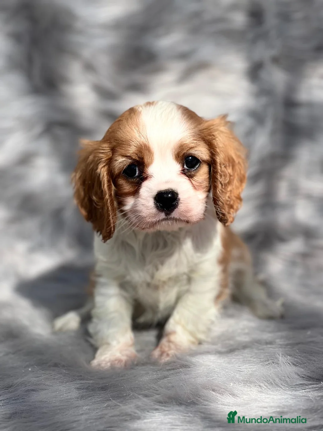 Cavalier King Charles Spaniel perros en venta: CAVALIER BLENHEIN DISPONIBLES! en Barcelona - Anuncio 2