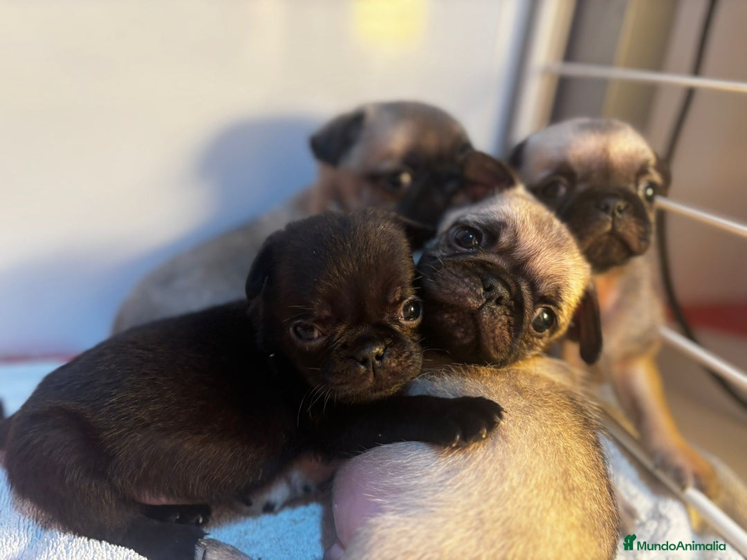 Carlino - Pug perros en venta: Carlinos pug - Anuncio 1
