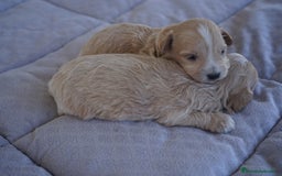 Maltipoo perros en venta: 🐾 Kepi y Harry – Maltipoo color crema ☁️ - Imagen 1