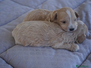 Maltipoo perros - Anuncio 1