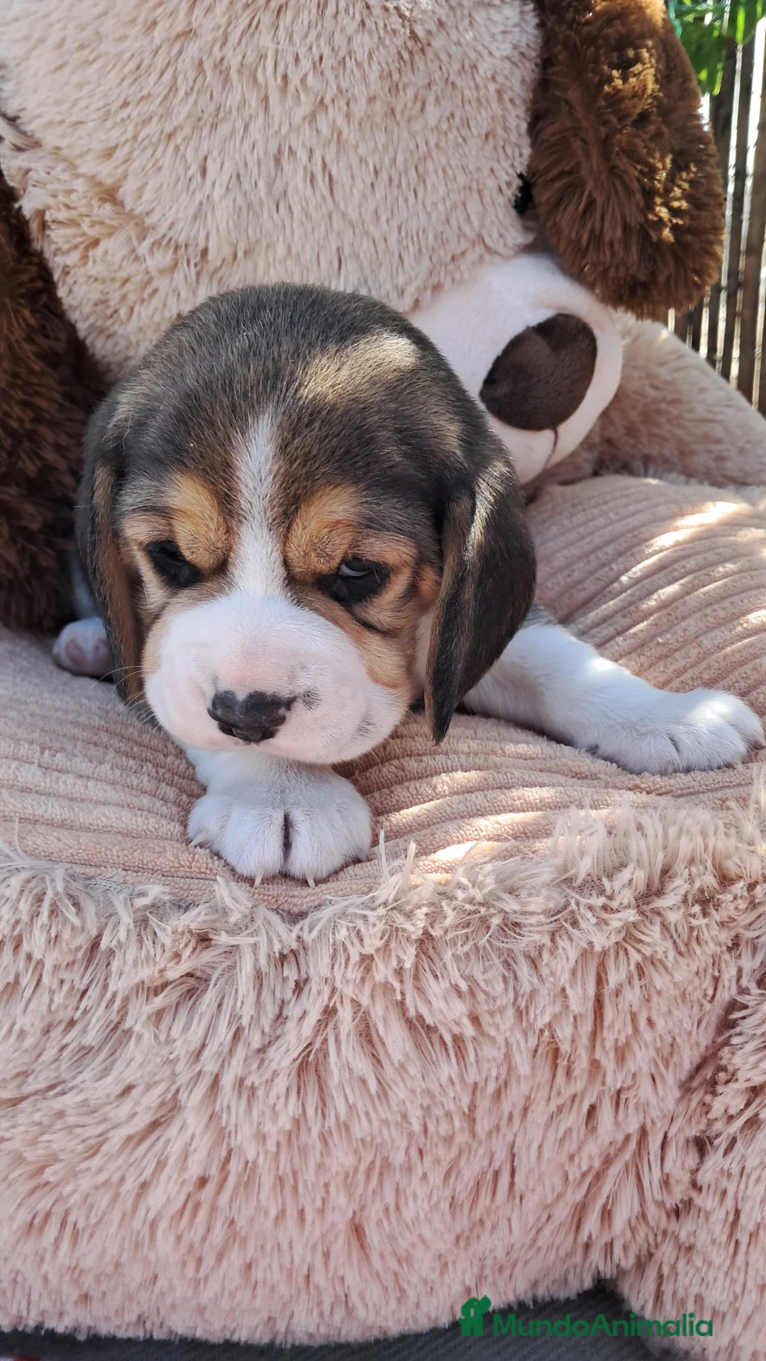 Beagle perros en venta: Bebés Beagles  - Anuncio 3