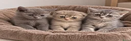 Scottish Fold gatos en venta: SCOTTISH FOLD & SCOTTISH STRAIGHT ✨🐱 - Anuncio 1