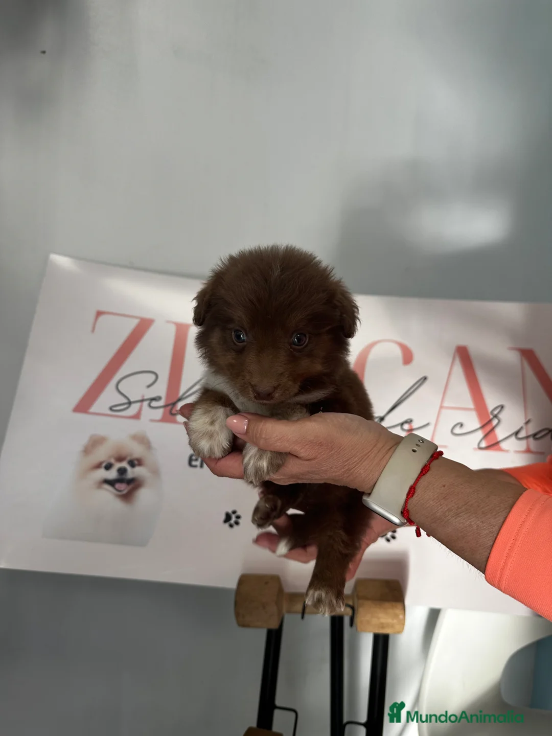 Border Collie perros en venta: Border Collie – Colores exclusivos 🐾 - Anuncio 2