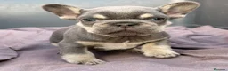 Bulldog Francés perros en venta: Bulldog francés exótico  - Anuncio 4