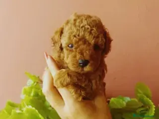 Caniche Toy perros Caniche toy - Anuncio 18