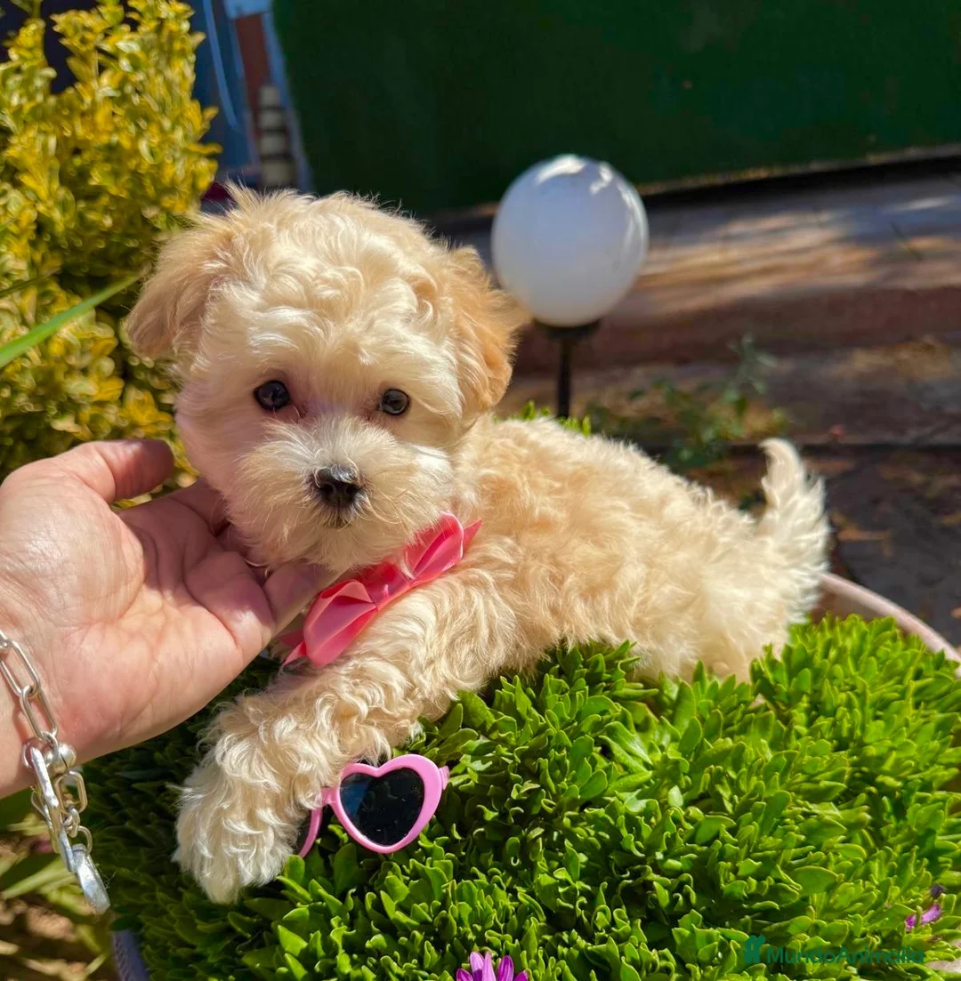 Maltipoo perros en venta: Maltipoo Hembra disponible Toy!! - Anuncio 2
