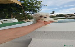 Bichón Maltés perros en venta: Bichón maltés toy  - Imagen 5