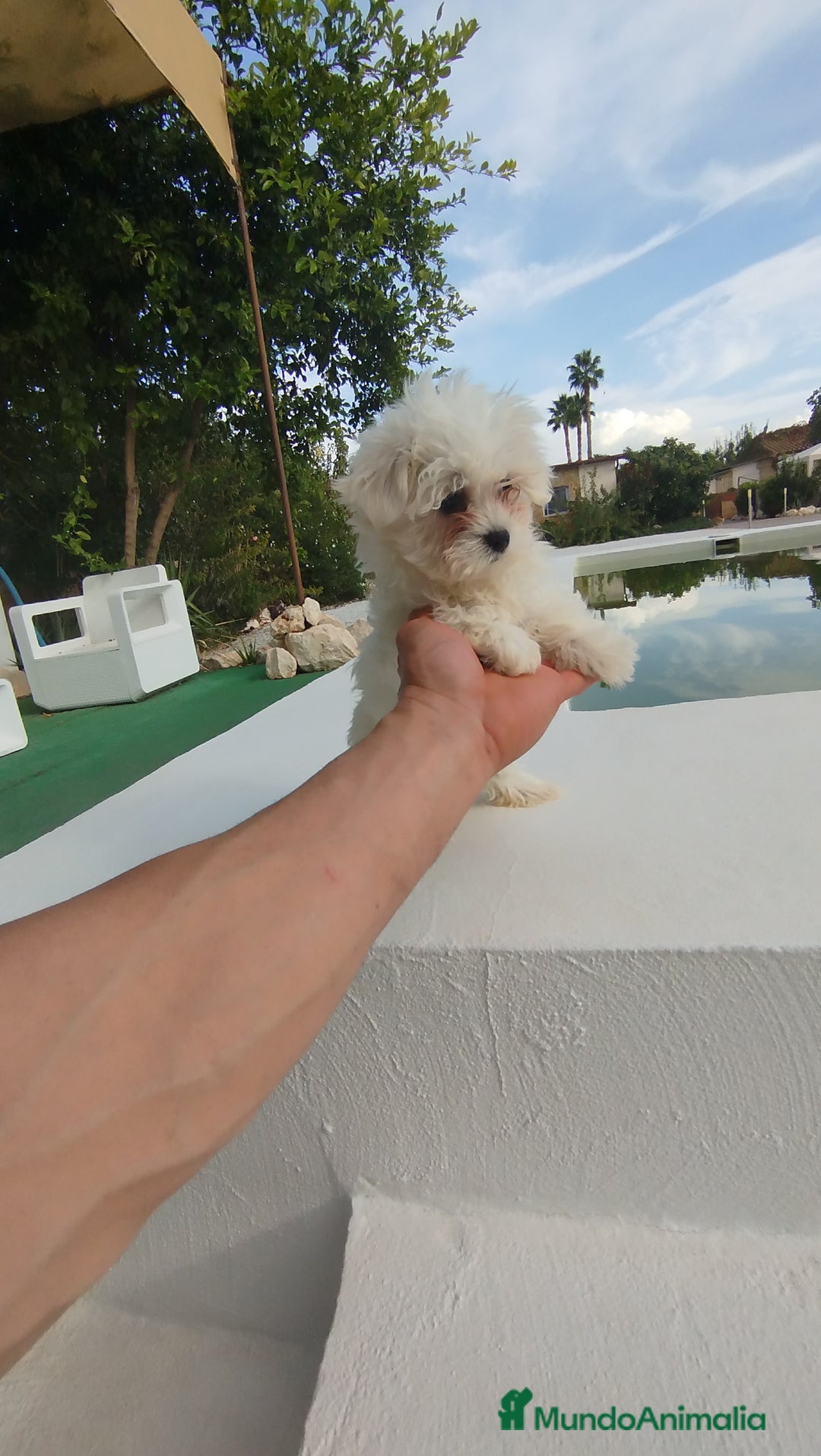 Bichón Maltés perros en venta: Bichón maltés toy  - Imagen 5