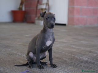 Pequeño Lebrel Italiano perros - Anuncio 6