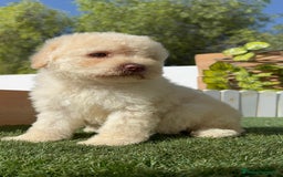 Perro de Agua Español perros en venta: PERRO DE AGUA ESPAÑOL HEMBRA - Imagen 12