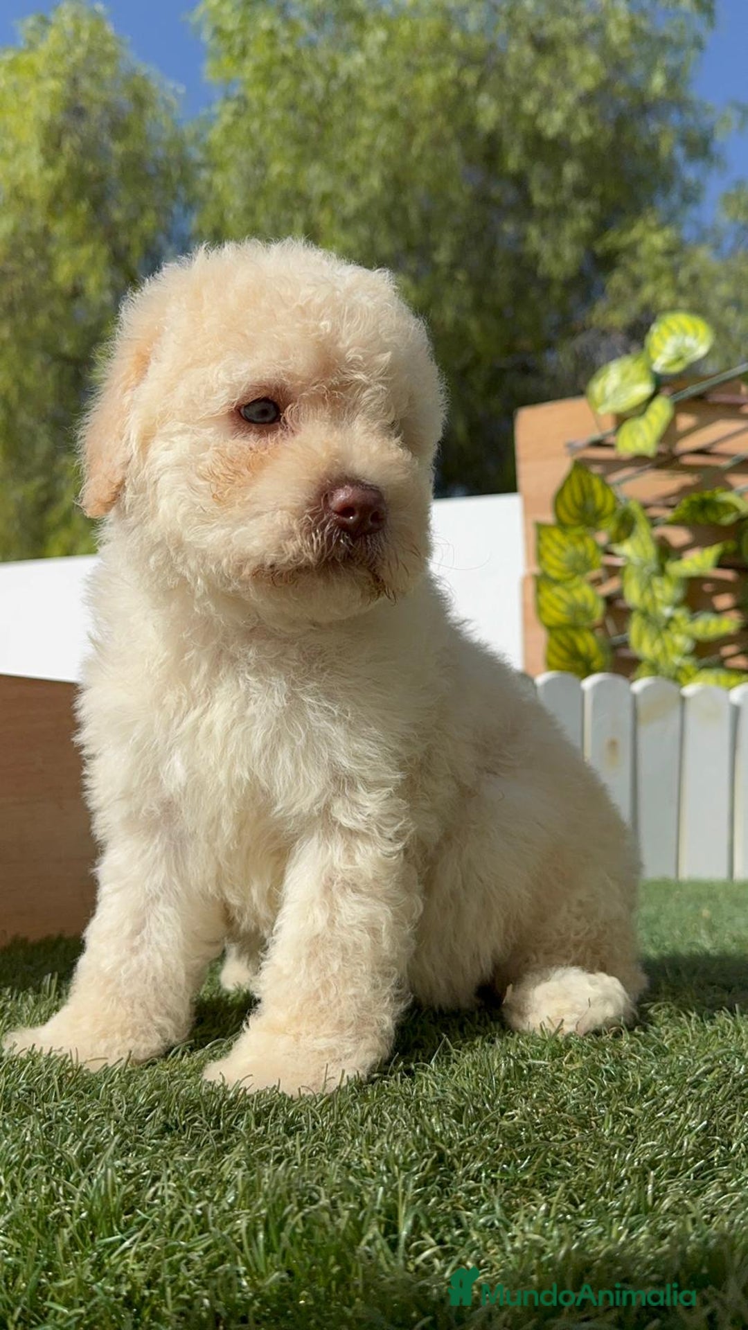 Perro de Agua Español perros en venta: PERRO DE AGUA ESPAÑOL HEMBRA - Imagen 12