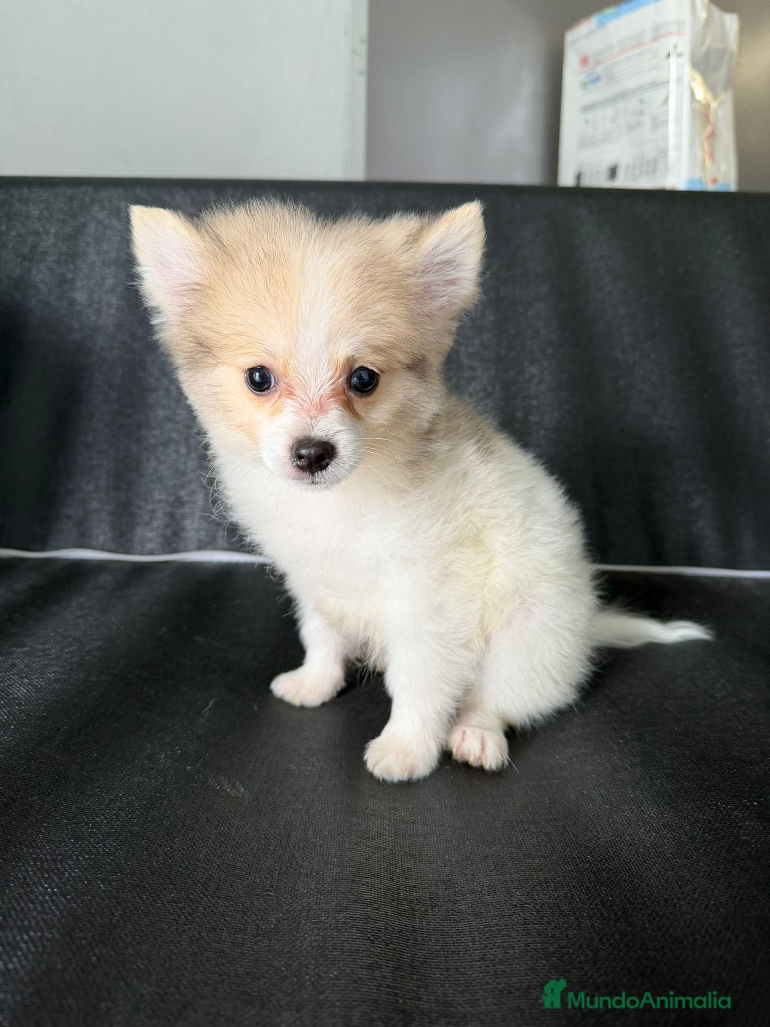 Pomerania perros POMERANIA - Anuncio 22