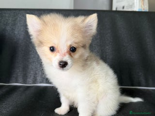 Pomerania perros - Anuncio 1