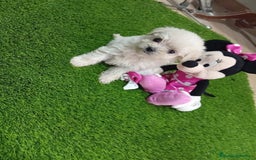 Bichón Maltés perros en venta: PRECIOSA BICHON MALTES MINI TOY - Imagen 4