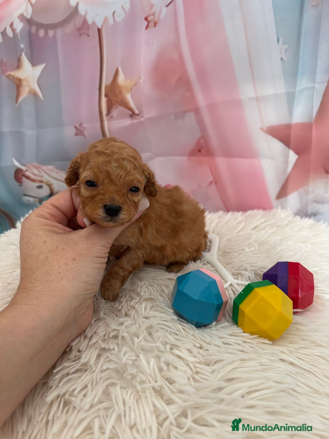 Caniche Toy perros en venta: Caniche Toy Apricot  - Anuncio 7