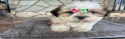 Shih Tzu perros en venta: Machitos de shihtzu - Anuncio 5