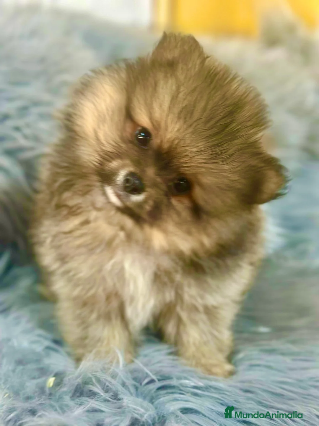 Pomerania perros en venta: Pomerania sable Toy  - Anuncio 3