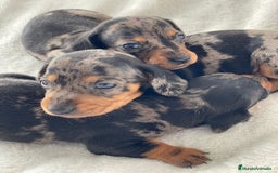 Teckel Miniatura perros en venta: TECKEL ARLEQUIN PLATA - Imagen 3