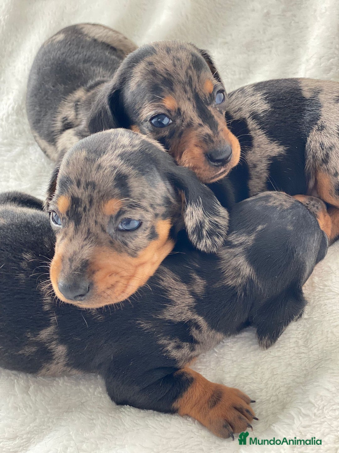 Teckel Miniatura perros en venta: TECKEL ARLEQUIN PLATA - Imagen 3
