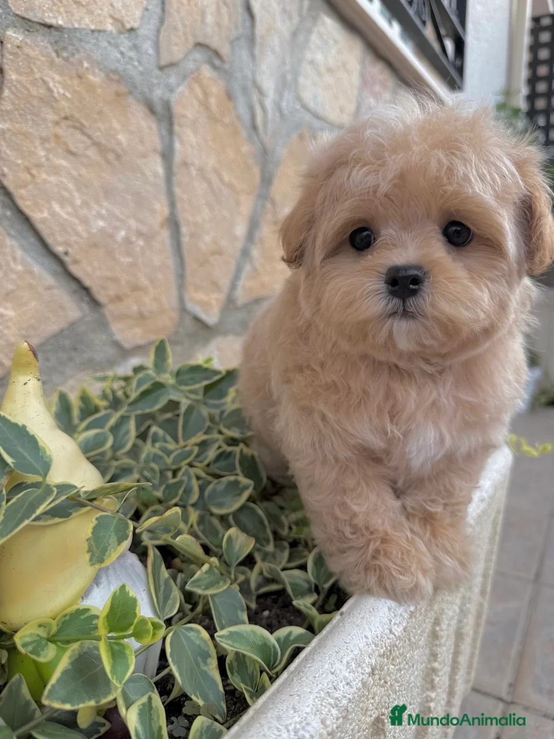 Maltipoo perros en venta: Maltipoo línea asiática disponible!!! - Anuncio 2