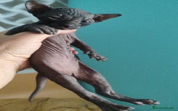 Sphynx gatos en venta: Sphynx pura raza - Imagen 6
