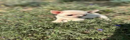 Chihuahua perros en venta: Chihuahua Toy blanco !!!!! - Anuncio 9