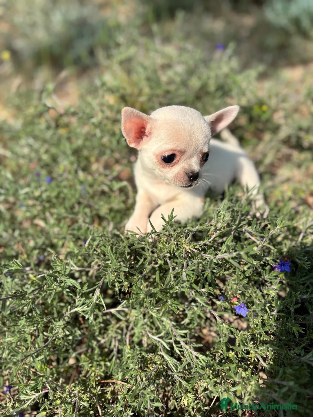 Chihuahua perros en venta: Chihuahua Toy blanco !!!!! - Anuncio 9