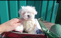 Bichón Maltés perros en venta: Bichon maltes coreano y americano  - Imagen 1