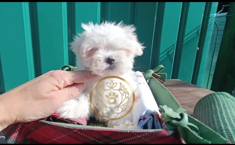 Bichón Maltés perros - Anuncio 2