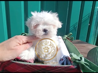 Bichón Maltés perros - Anuncio 4
