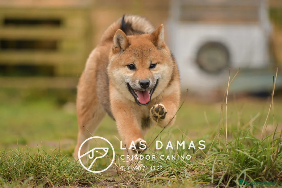 Shiba Inu perros en venta: SHIBA INU HEMBRA DISPONIBLE - Anuncio 2
