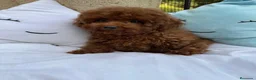 Caniche Toy perros en venta: Caniche toy disponible para entregar !! - Anuncio 7