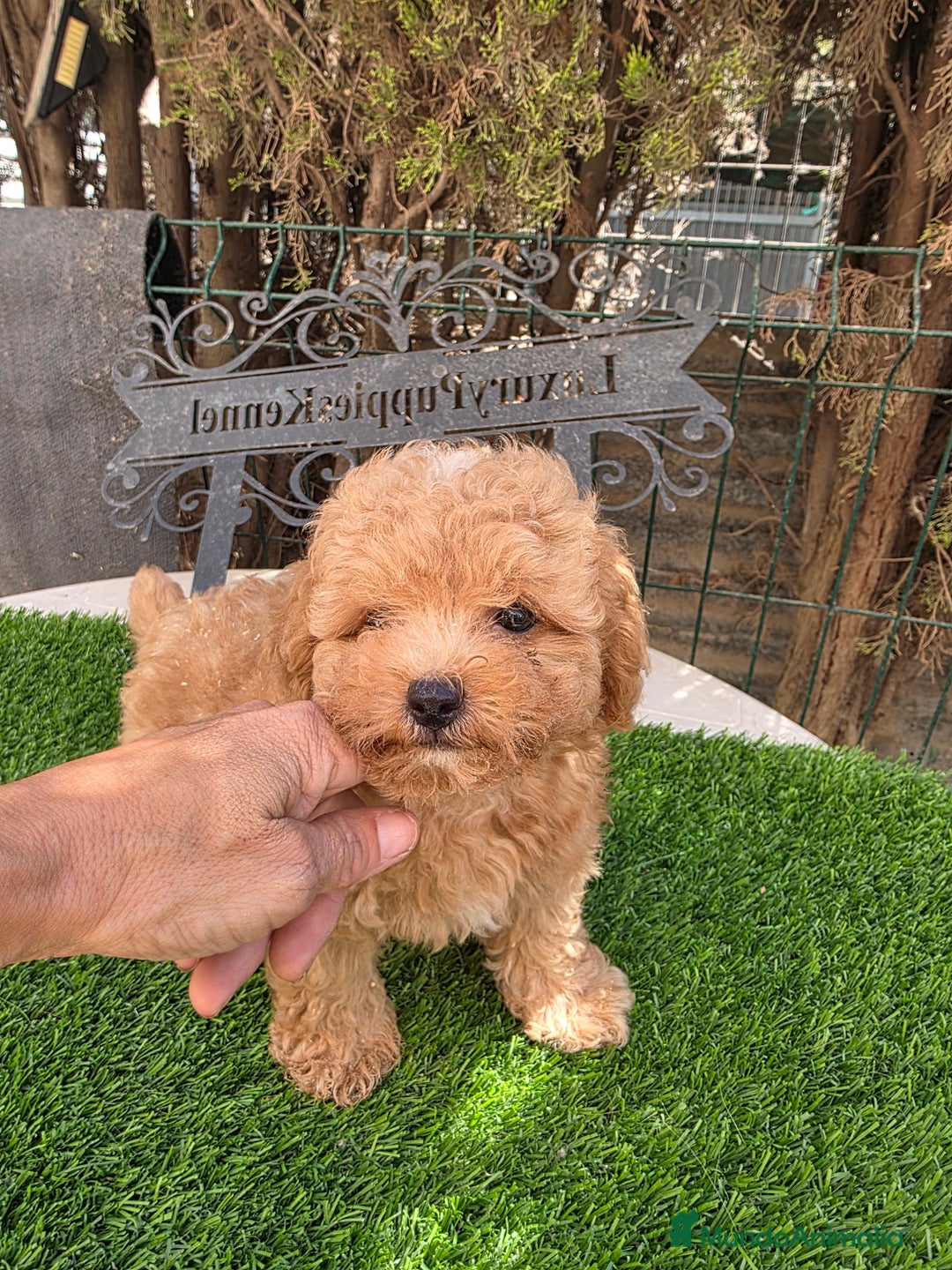 Maltipoo perros en venta: Maltipoo rojizos  - Imagen 2