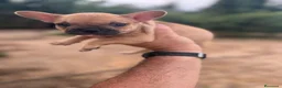 Bulldog Francés perros en venta: Bulldog frances  - Anuncio 4
