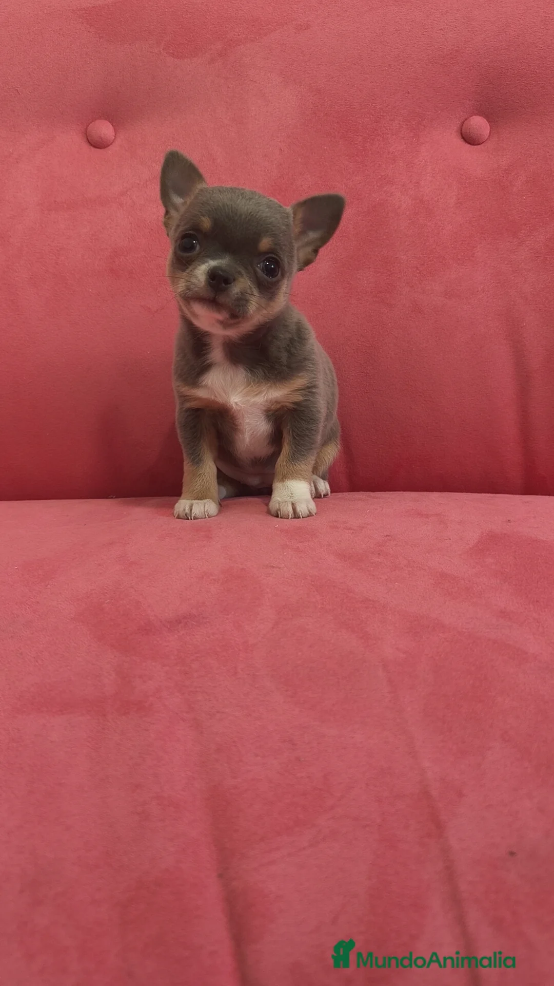 Chihuahua perros en venta: Chihuahua Toy Blue tricolor hembra especial  - Anuncio 10