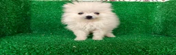 Pomerania perros en venta: Pomerania  - Anuncio 2