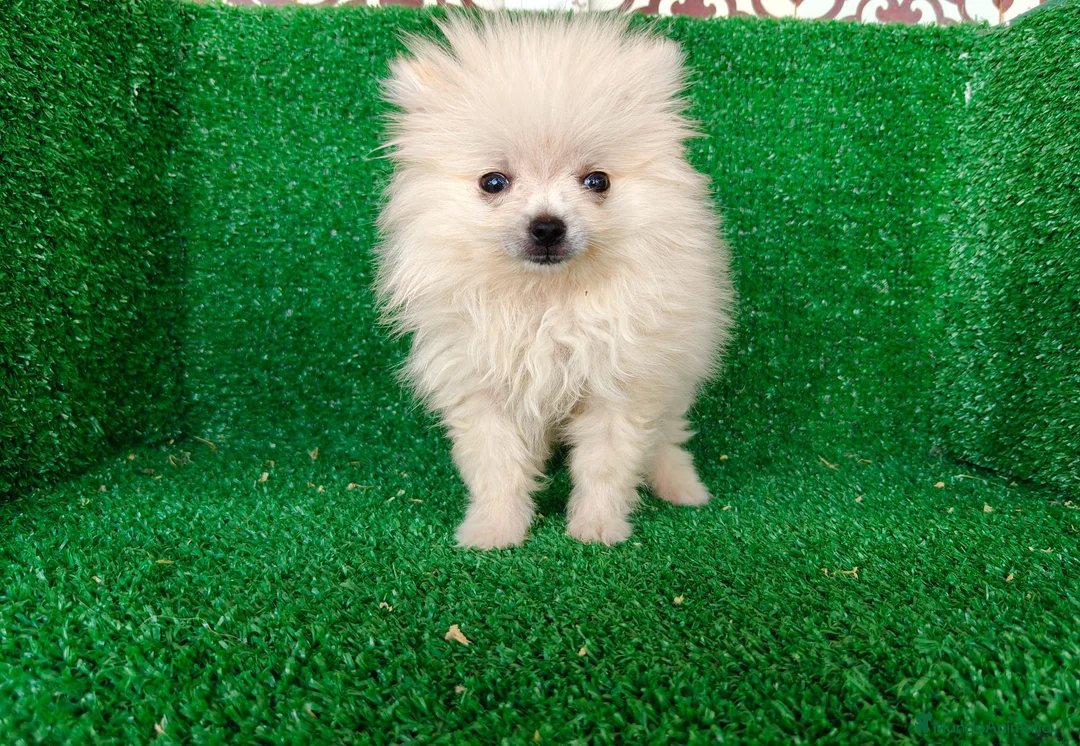 Pomerania perros en venta: Pomerania  - Anuncio 2