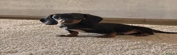 Teckel Miniatura perros en venta: Precioso teckel miniatura - Anuncio 1