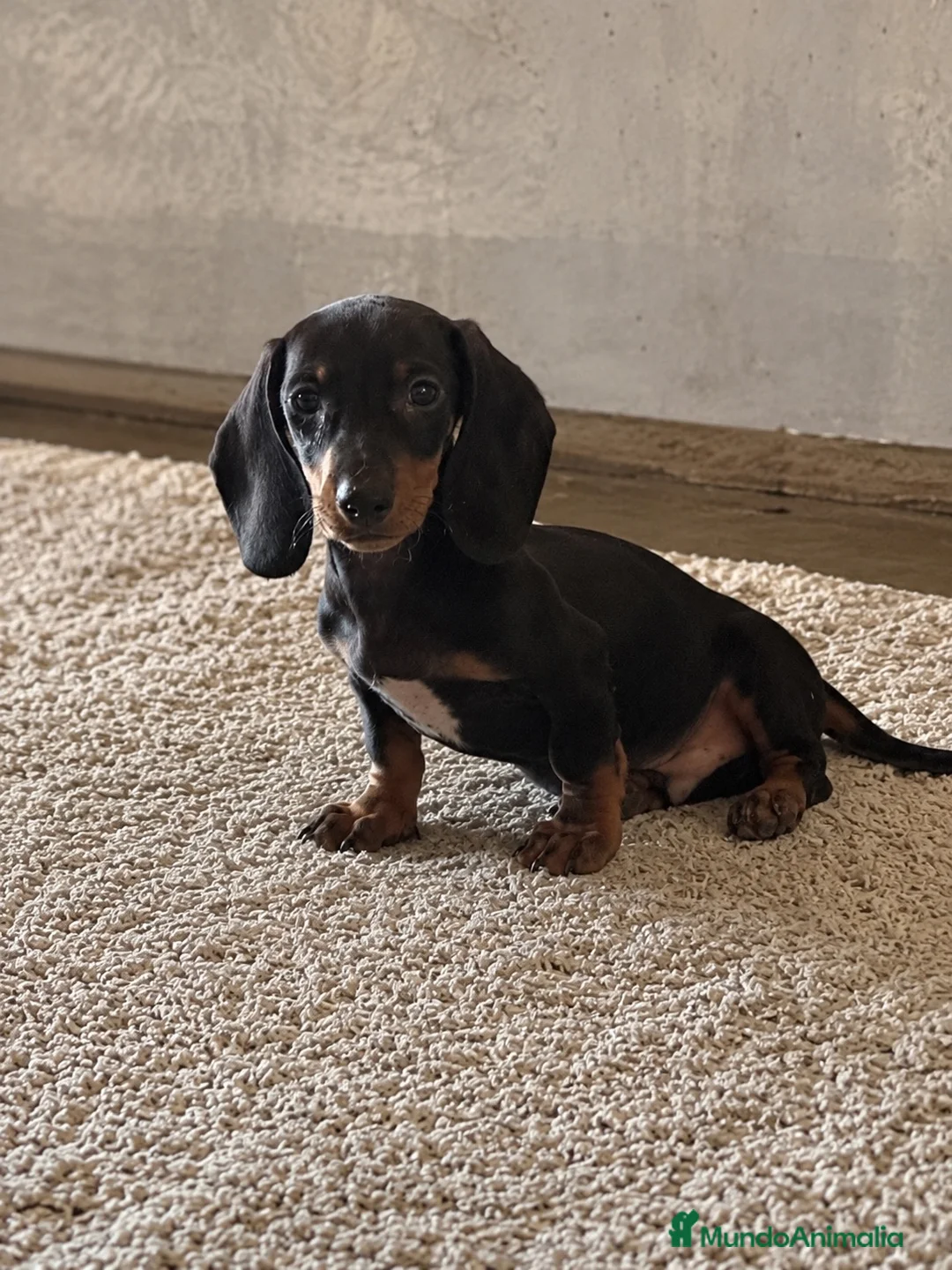 Teckel Miniatura perros en venta: Precioso teckel miniatura - Anuncio 1