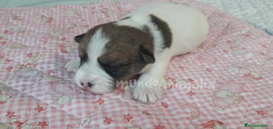 Imagen de galería {{count}}