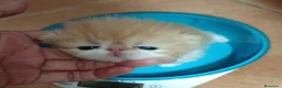 Persa gatos en venta: Marchito Persa - Anuncio 2