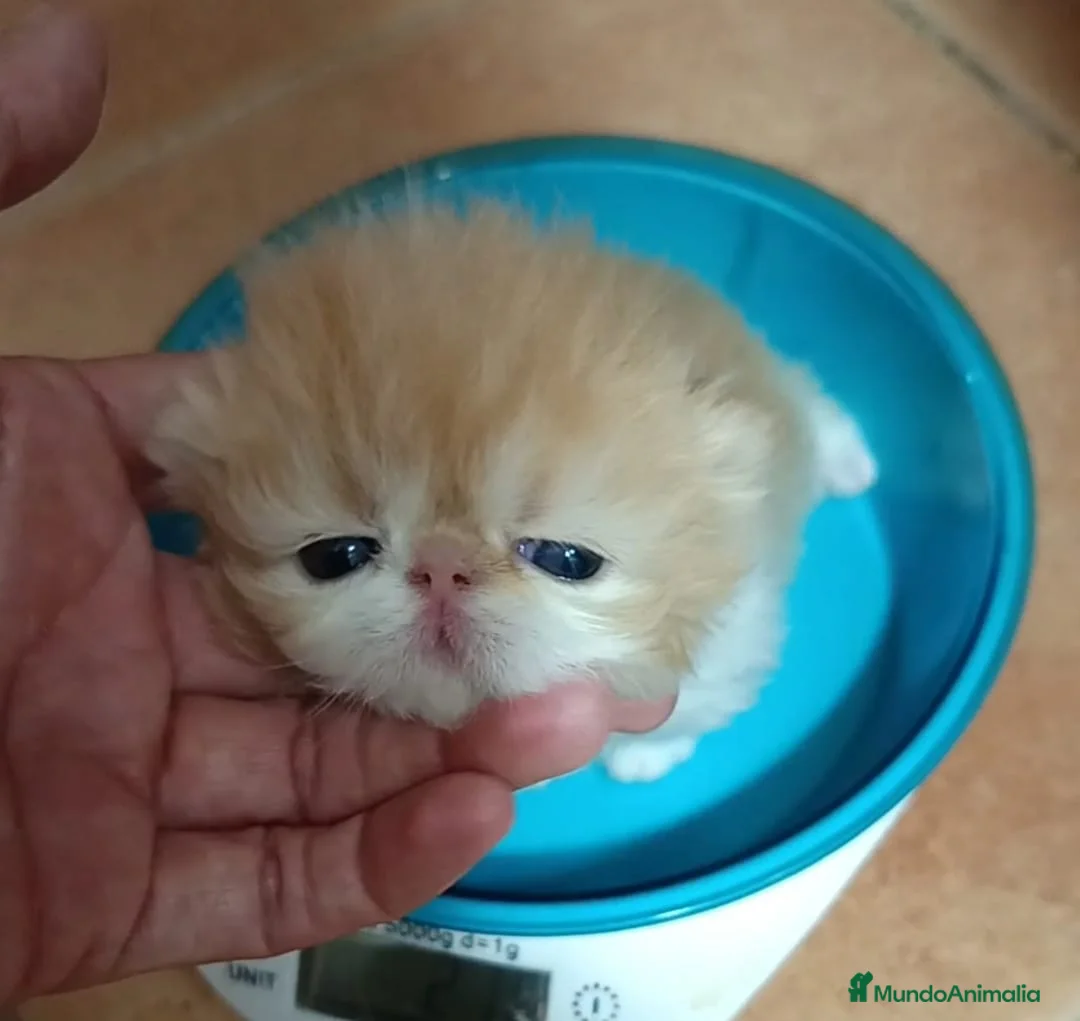 Persa gatos en venta: Marchito Persa - Anuncio 2