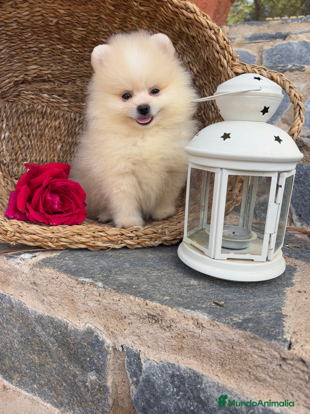 Pomerania perros en venta: Pomeranias disponibles hembra y macho  - Imagen 8