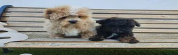 Maltipoo perros en venta: Maltipoo mini  - Anuncio 4