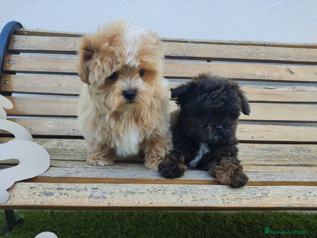 Maltipoo perros en venta: Maltipoo mini  - Anuncio 4